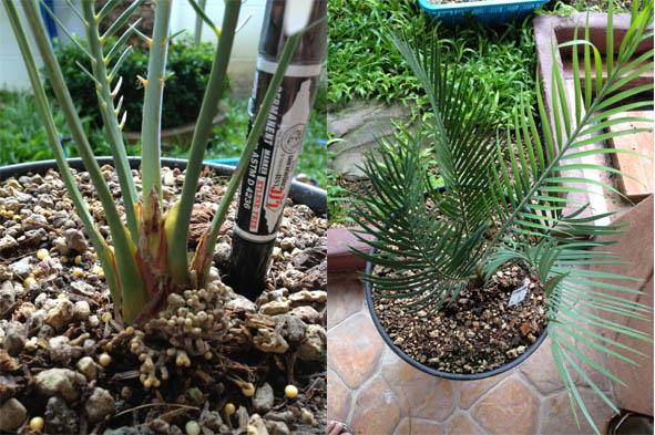 แบ่งขาย Macrozamia Macdonnellii (ปรงหายาก)