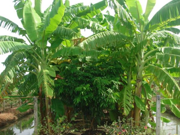 หน่อกล้วย   | สวนจินดอกสลิด - สามพราน นครปฐม