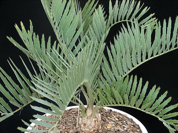 Encephalartos nubimontanus"blue narrow