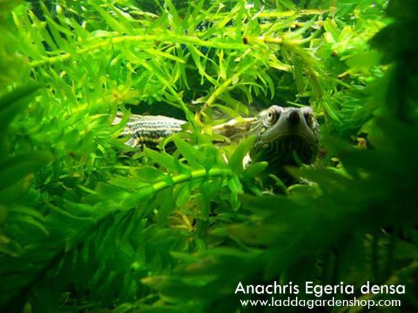 พรรณไม้น้ำ Anachris  Egeria Densa