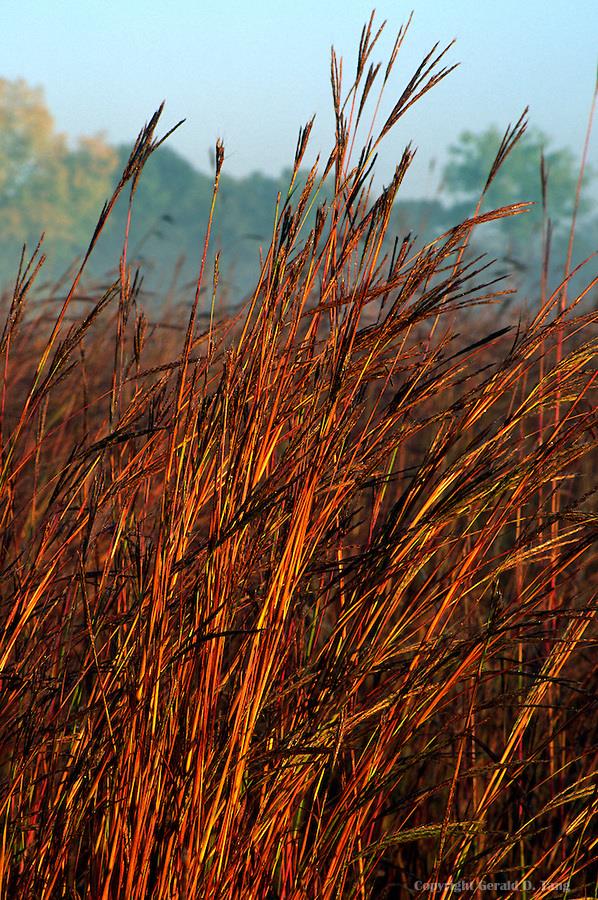 หญ้าพรรณไม้ Big bluestem Andropogon geradi | laddagarden - ลาดหลุมแก้ว ปทุมธานี