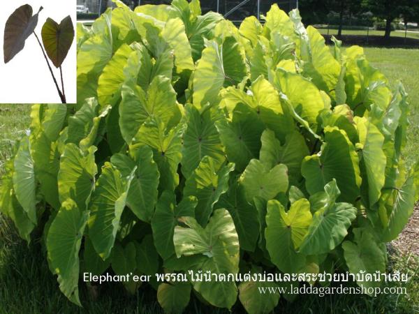 พรรณไม้น้ำ Elephant's ear | laddagarden - ลาดหลุมแก้ว ปทุมธานี