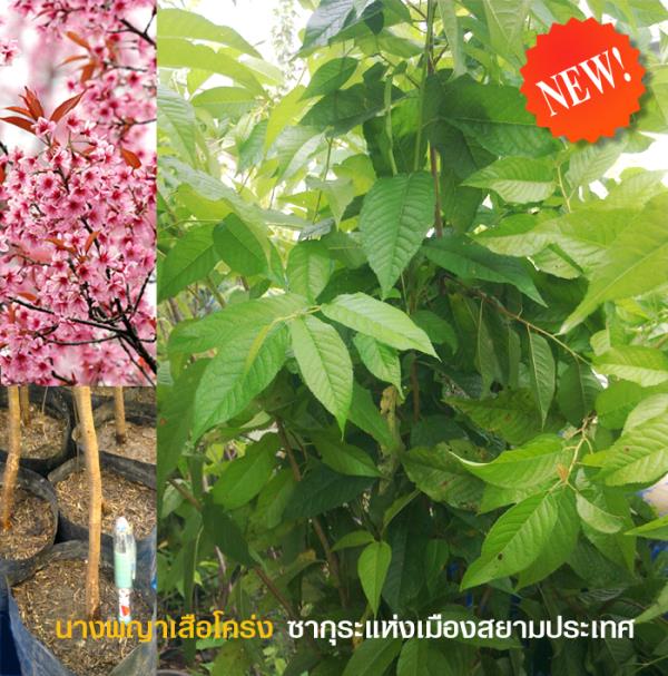 ซากุระ แห่งสยามประเทศ | สวนมิตร - เมืองเชียงใหม่ เชียงใหม่