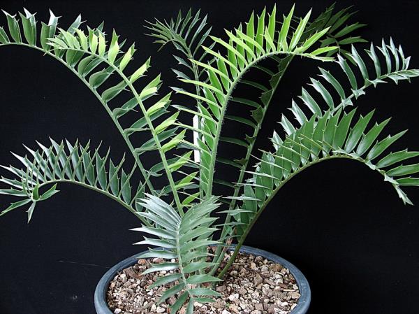 Encephalartos arenarius | Suanpom(สวนผม) - สรรพยา ชัยนาท