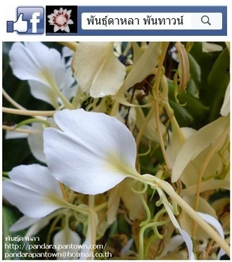 มหาหงส์สีขาวครีม | พันธุ์ดาหลา - เมืองเชียงใหม่ เชียงใหม่