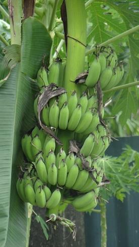 กล้วยน้ำว้า | สวนอำไพศรี - ธัญบุรี ปทุมธานี