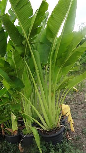 กล้วยพัด | สวนอำไพศรี - ธัญบุรี ปทุมธานี