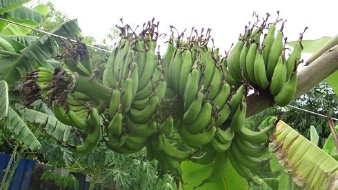 กล้วยเล็บมือนาง | สวนอำไพศรี - ธัญบุรี ปทุมธานี