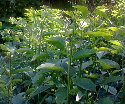 กิ่งชำ ผักหวานบ้าน พันธุ์ บางคล้า 2  | Manaw Pakwanban Agriculture and Herb - หล่มสัก เพชรบูรณ์