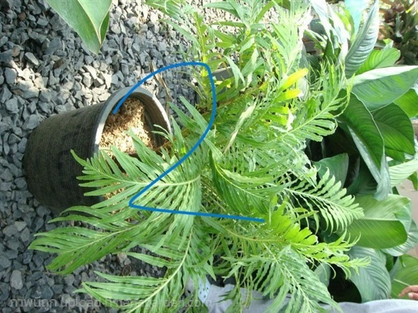 เฟิร์นรัศมีโชติ (fern,Blenchnaceae) 2