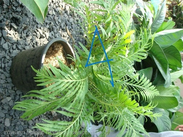 เฟิร์นรัศมีโชติ (fern,Blenchnaceae) 4