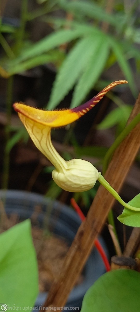 Aristolochia anguicida นกกระจิบ | Tree JJ - พระประแดง สมุทรปราการ