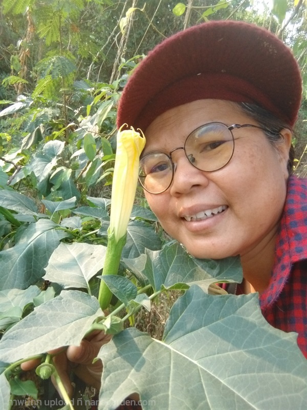 ลำโพงสีเหลือง ขายเมล็ดพันธุ์ | เมล็ดพันธุ์ดี เกษตรวิถีไทย - เมืองระยอง ระยอง