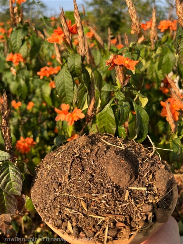 POTTING SOIL ดินสังกรณี ดินปลูกสังกรณี | Alungkarn - เมืองราชบุรี ราชบุรี