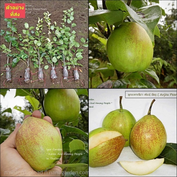 (1กิ่งตอน) กิ่งตอน ลูกแพรเขียว พันธุ์ อัลจู Anjou Pears | Shopping by lewat - เมืองมหาสารคาม มหาสารคาม