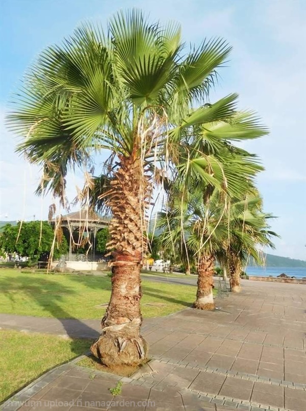 ปาล์มเป็ตติโค้ทWashingtonia Robusta  | เมล็ดพันธุ์ดี เกษตรวิถีไทย - เมืองระยอง ระยอง