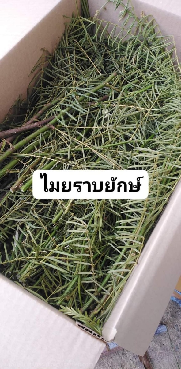 ไมยราบยักษ์ ขายต้นสดสำหรับต้มทาน | เมล็ดพันธุ์ดี เกษตรวิถีไทย - เมืองระยอง ระยอง