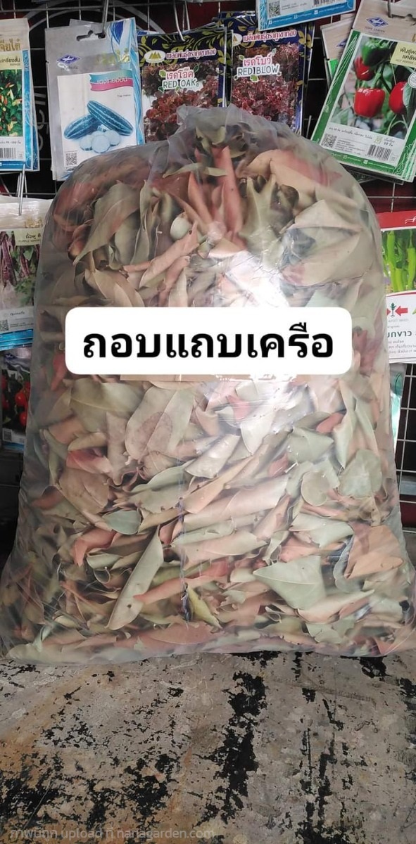 ถอบแถบเครือ เครือหมาว้อใบสด/ใบตากแห้ง | เมล็ดพันธุ์ดี เกษตรวิถีไทย - เมืองระยอง ระยอง