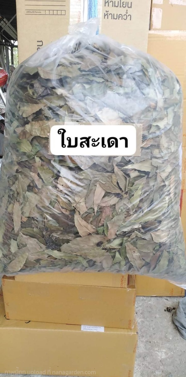 สะเดา ขายใบสด/ใบตากแห้ง/เมล็ดพันธ์ | เมล็ดพันธุ์ดี เกษตรวิถีไทย - เมืองระยอง ระยอง