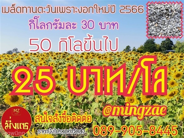 เมล็ดทานตะวันดำจัมโบ้ ปี 63 (ปีนี้ไม่มีเมล็ดดำ) | คุณชัยรัตน์ (อ๊อฟ) - โคกสำโรง ลพบุรี