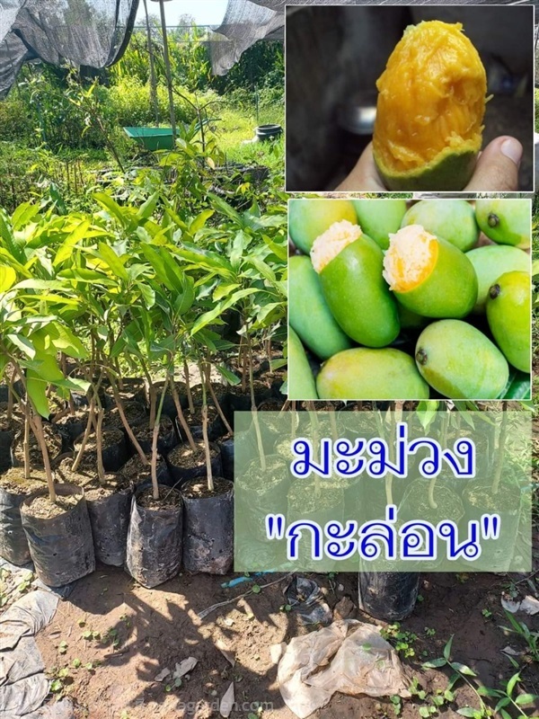 (1ต้น) มะม่วงกะล่อน ต้นเสียบยอด | Shopping by lewat - เมืองมหาสารคาม มหาสารคาม