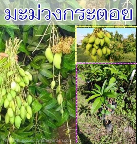 (1ต้น) ต้นมะม่วงกระตอย เสียบยอด  | Shopping by lewat - เมืองมหาสารคาม มหาสารคาม