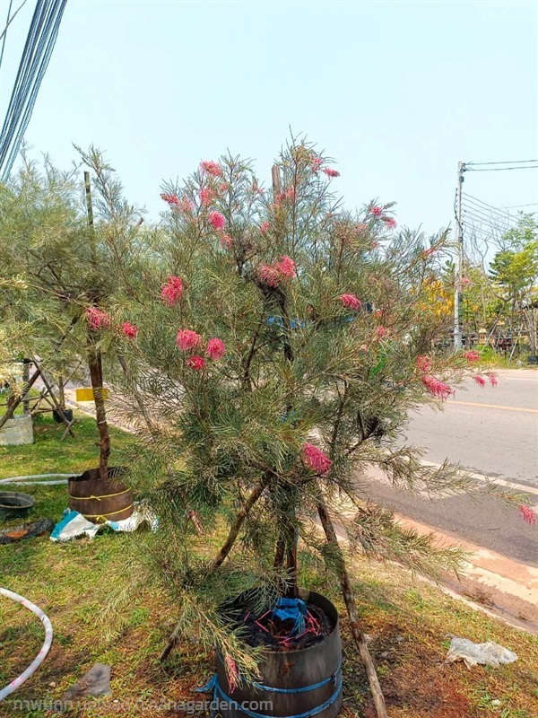 สนเกรวิเลียสีชมพูแคระ | สวนสุชานาถพันธ์ไม้ - เมืองปราจีนบุรี ปราจีนบุรี