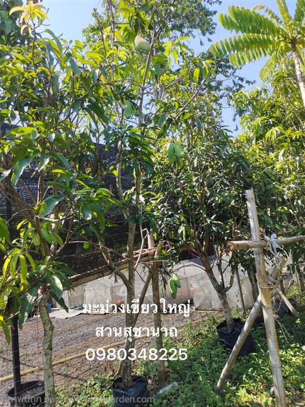 มะม่วงเขียวใหญ่ | สวนสุชานาถพันธ์ไม้ - เมืองปราจีนบุรี ปราจีนบุรี