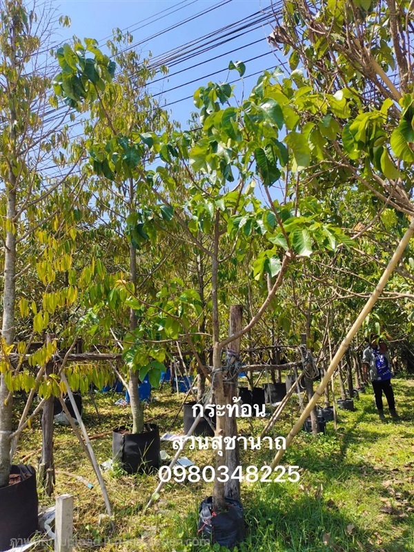 ต้นกระท้อน | สวนสุชานาถพันธ์ไม้ - เมืองปราจีนบุรี ปราจีนบุรี