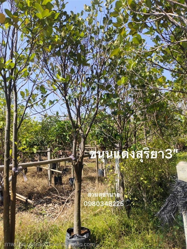 ต้นขนุนแดงสุริยา | สวนสุชานาถพันธ์ไม้ - เมืองปราจีนบุรี ปราจีนบุรี