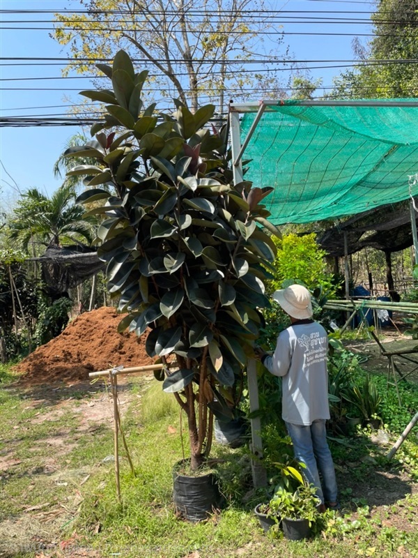 ต้นยางอินเดียดำ ต้นใหญ่ | สวนสุชานาถพันธ์ไม้ - เมืองปราจีนบุรี ปราจีนบุรี