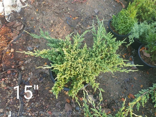 สนเลื้อย Creeping Juniper | Alungkarn - เมืองราชบุรี ราชบุรี