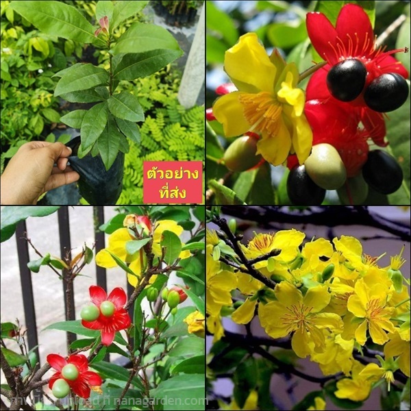 (2ต้น) ต้นมิกกี้เมาส์ Mickey Mouse Plant | Shopping by lewat - เมืองมหาสารคาม มหาสารคาม