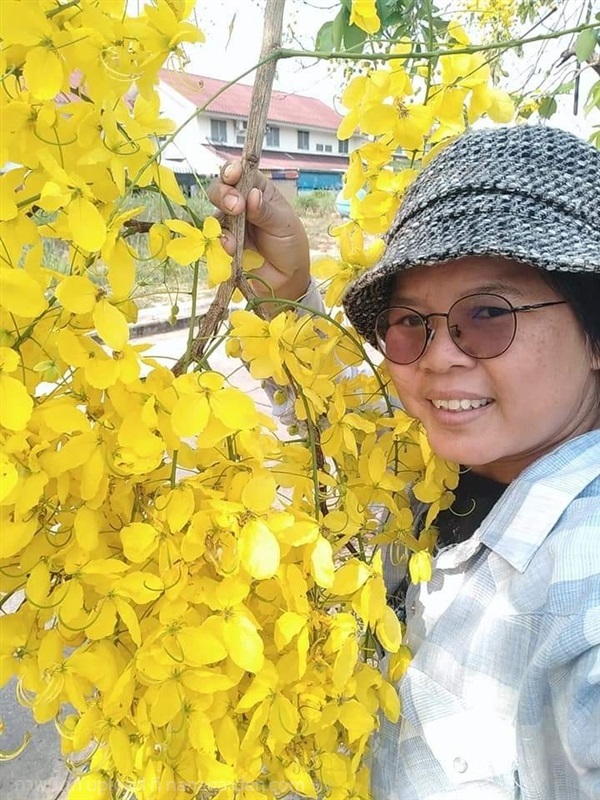 คูนเหลืองราชพฤกษ์  รับจัดหาทุกส่วนตามสั่ง | เมล็ดพันธุ์ดี เกษตรวิถีไทย - เมืองระยอง ระยอง