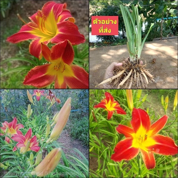 (1หน่อ หน่อ เดย์ลิลลี่ daylily flower ต้นดอกไม้จีน  | Shopping by lewat - เมืองมหาสารคาม มหาสารคาม