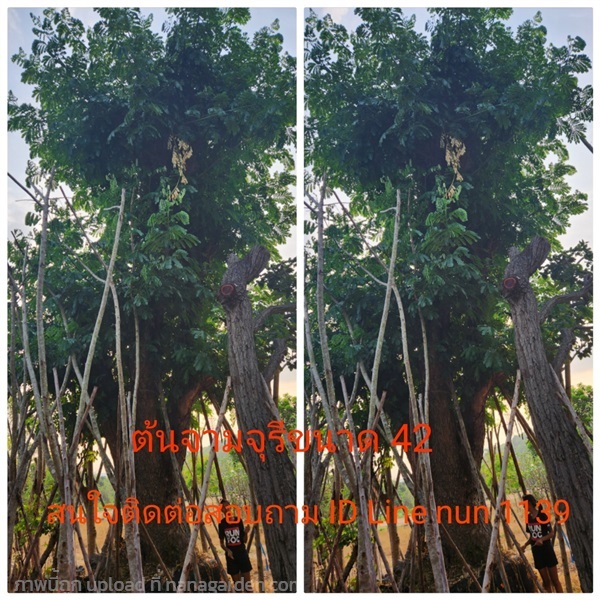 ต้นจามจุรี 42 นิ้ว | สวนป้าควรพันธ์ไม้ -  สระบุรี