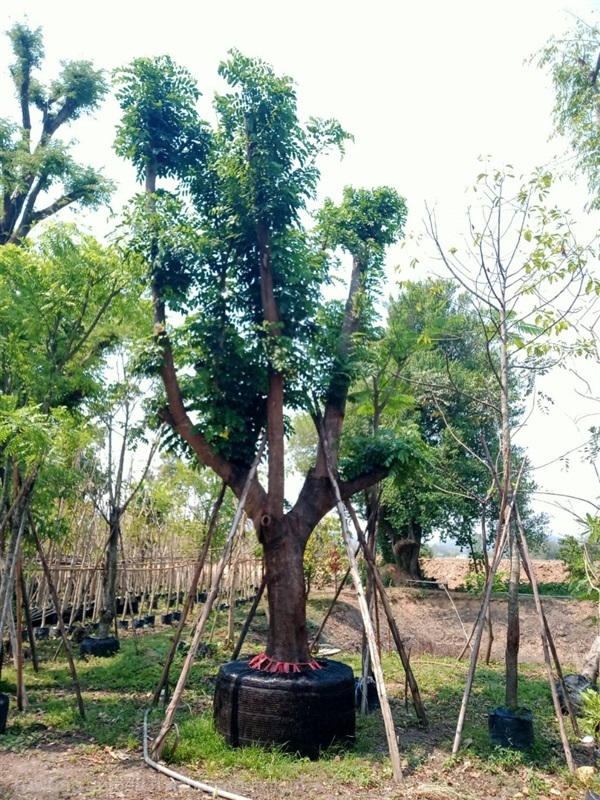 ต้นคูนชมพู 15 นิ้ว | สวนป้าควรพันธ์ไม้ -  สระบุรี