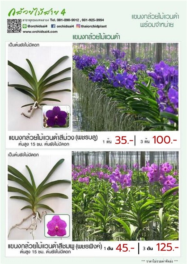 แขนงต้นกล้วยไม้แวนด้า บลู และ แวนด้าพัชรพิงค์  | บางกอกกรีน -  กรุงเทพมหานคร