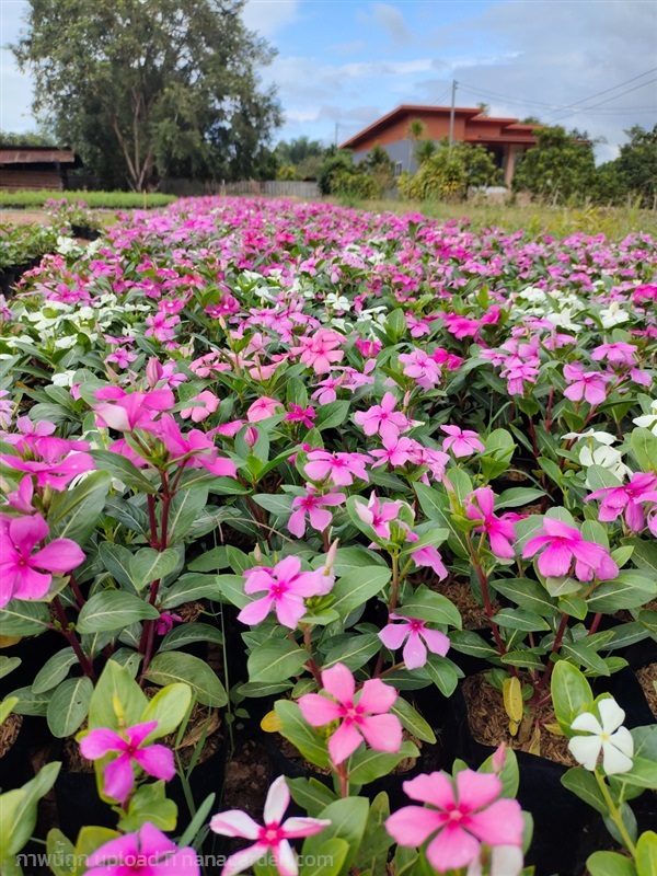 แพงพวย | สวนลุงไสวภูเรือ - ภูเรือ เลย