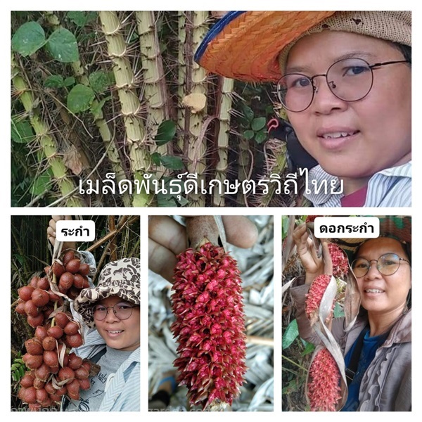 ระกำ ขายเมล็ดพันธุ์/ต้นกล้าระกำ | เมล็ดพันธุ์ดี เกษตรวิถีไทย - เมืองระยอง ระยอง