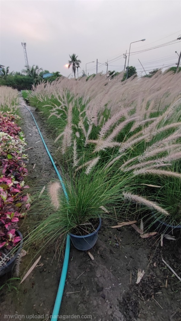 หญ้าน้ำพุดอกขาว กระถาง 11 นิ้ว  สูงประมาณ80-100cm | เฌอ-สถาน - บางใหญ่ นนทบุรี