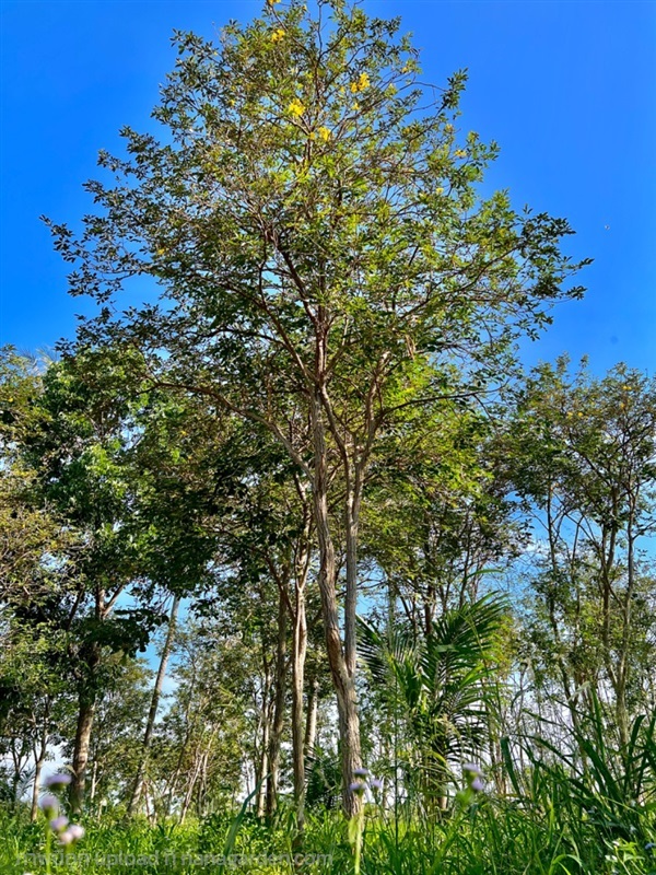 ต้นเหลืองเชียงราย | เพชรงามพันธุ์ปาล์ม -  กาญจนบุรี