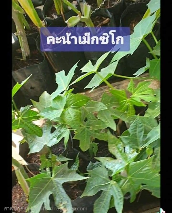 คะน้าเม็กซิโก | ปลูกทรัพย์ -  พระนครศรีอยุธยา