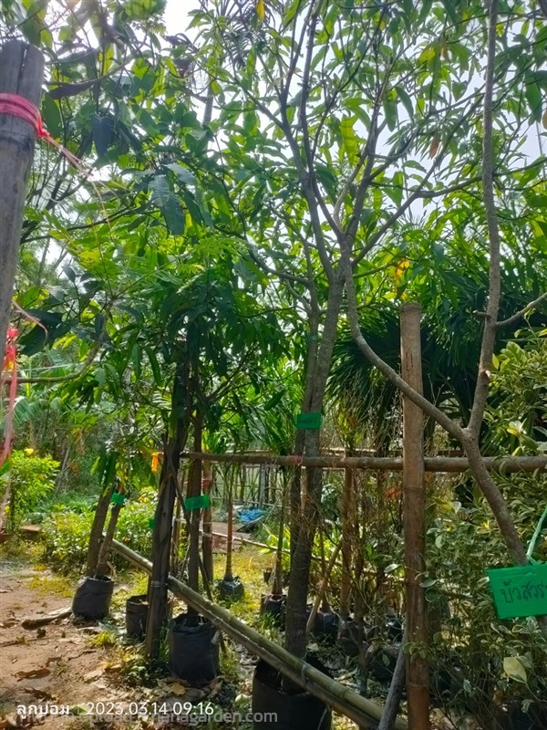 มะม่วงน้ำดอกไม้  หน้า4 | สวนป้านิตย์ ปราจีนบุรี - เมืองปราจีนบุรี ปราจีนบุรี