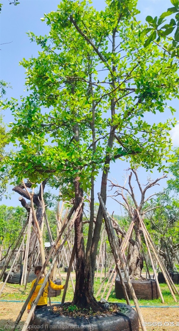 ต้นมั่งมีขนาด14นิ้ว | สวนสมใจนึก - แก่งคอย สระบุรี