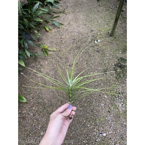 ?Tillandsia Schiedeana minor(มีราคาส่ง) | CTK Garden - เมืองราชบุรี ราชบุรี