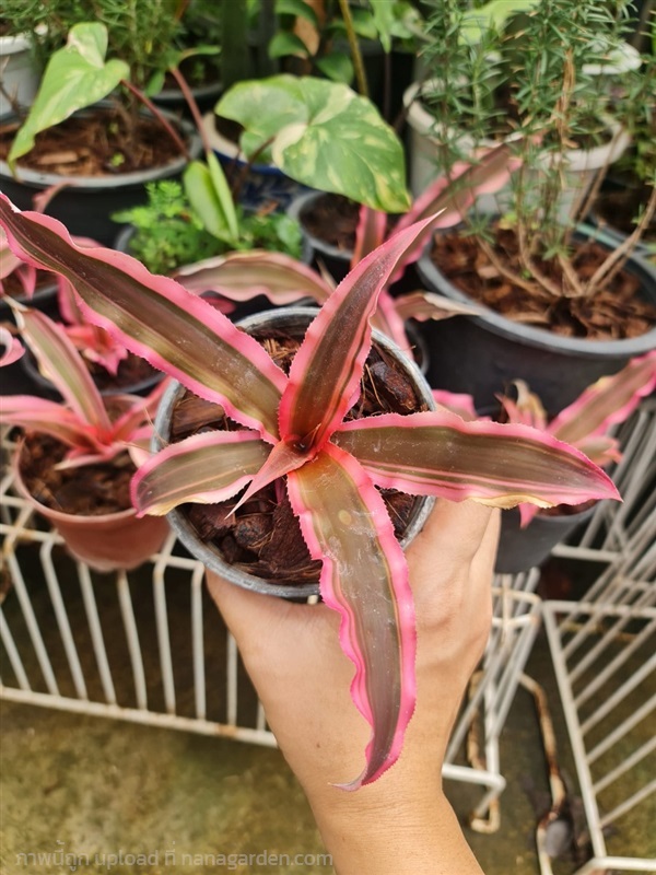 ขายสับปะรดสีกิเลนชมพู "Pink star" ใบสีชมพูหวานแหวว | proud garden - เมืองนครปฐม นครปฐม