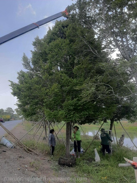 ต้นล่ำซำ | Trees-Royce Garden - องครักษ์ นครนายก