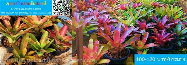 สับปะรดสี BROMELIAD NEOREGELIA สีชมพู ต้นใหญ่ | เจเอสบ้านสวนสับปะรดสี - ปราสาท สุรินทร์