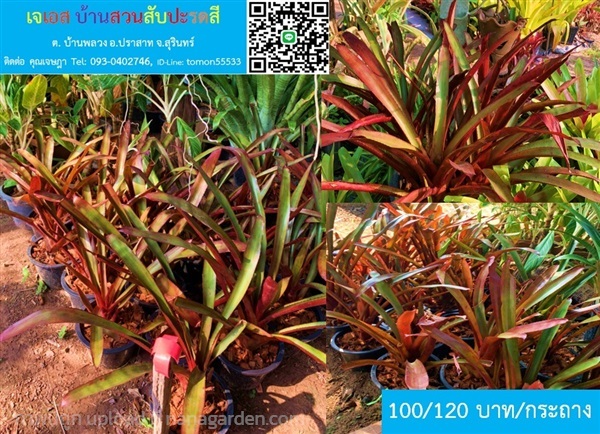 สับปะรดสี เอคเมีย ชานทินีอาย Aechmea chantinii สวย | เจเอสบ้านสวนสับปะรดสี - ปราสาท สุรินทร์